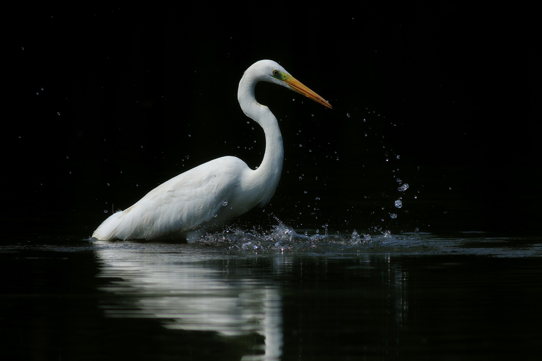 Airone bianco maggiore